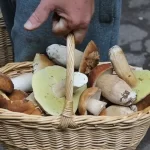 Picking Mushrooms – How to Find the Best Mushrooms