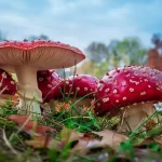 How to Distinguish Between Edible and Non-Edible Mushrooms