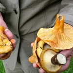 Where to Find the Best Mushrooms and How to Gather Them