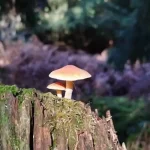 Why Leave Mushrooms Out in the Sun Before Cooking Them?